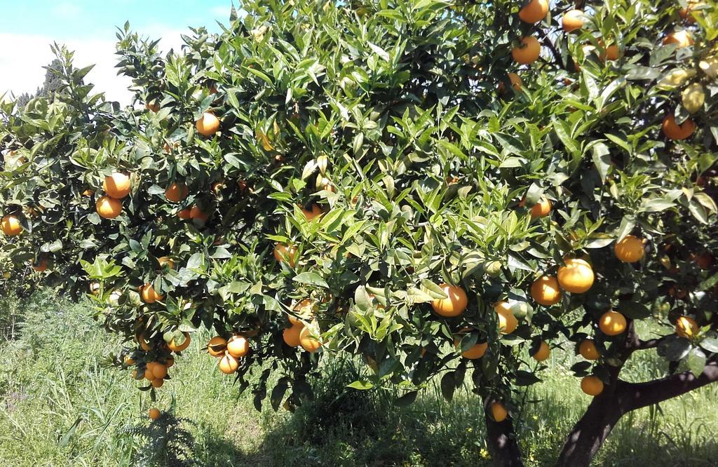 جويوزا ماريا B&B Il Giardino Di Zefiro المظهر الخارجي الصورة